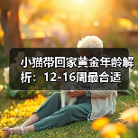 小猫带回家黄金年龄解析:12-16周最合适(图3) 小猫带回家黄金年龄解析|新手养猫全攻略(图3)