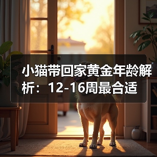 小猫带回家黄金年龄解析:12-16周最合适(图2) 小猫带回家黄金年龄解析|新手养猫全攻略(图2)