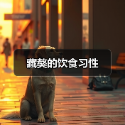 藏獒的饮食习性(图3) 藏獒饮食习性解析|科学喂养全攻略(图3)