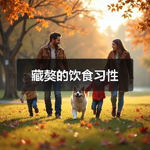藏獒的饮食习性(图1) 藏獒饮食习性解析|科学喂养全攻略(图1)