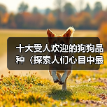 十大受人欢迎的狗狗品种(探索人们心目中最受喜爱的狗狗品种)(图4) 十大受欢迎狗狗品种推荐|适合家庭的宠物选择(图4)