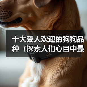 十大受欢迎狗狗品种推荐｜适合家庭的宠物选择