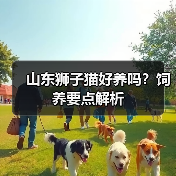 山东狮子猫好养吗?饲养要点解析(图4) 山东狮子猫好养吗|饲养要点解析全攻略(图4)