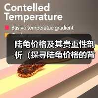 陆龟价格及其贵重性剖析(探寻陆龟价格的背后)(图2) 陆龟价格及其贵重性剖析(探寻陆龟价格的背后)(图2)
