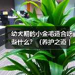 幼犬期的小金毛适合吃些什么?(养护之道|为你的小金毛选择最佳饮食)(图3) 幼犬期的小金毛适合吃些什么?(养护之道|为你的小金毛选择最佳饮食)(图3)