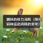 猫咪的体力消耗(探究猫咪运动消耗的奥秘)(图2) 猫咪的体力消耗(探究猫咪运动消耗的奥秘)(图2)