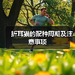 折耳猫的配种周期及注意事项(图3) 折耳猫的配种周期及注意事项(图3)