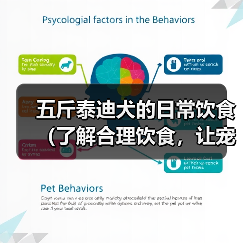 五斤泰迪犬的日常饮食(了解合理饮食,让宠物健康成长)(图2) 五斤泰迪犬的日常饮食(了解合理饮食,让宠物健康成长)(图2)