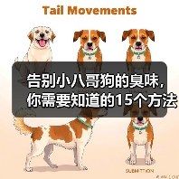 告别小八哥狗的臭味，你需要知道的15个方法（如何消除小八哥狗的臭味？去除狗味的有效技巧）(图4)
