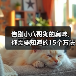 告别小八哥狗的臭味，你需要知道的15个方法（如何消除小八哥狗的臭味？去除狗味的有效技巧）(图2)