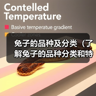 兔子的品种及分类(了解兔子的品种分类和特点)(图2) 兔子的品种及分类(了解兔子的品种分类和特点)(图2)