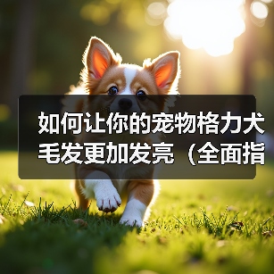 如何让你的宠物格力犬毛发更加发亮（全面指
