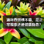 猫咪吞猫粮不嚼,是正常现象还是健康隐患?(图4) 猫咪吞猫粮不嚼,是正常现象还是健康隐患?(图4)
