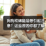 狗狗咬裤腿是想引起注意？这些原因你都了解