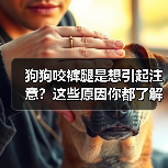狗狗咬裤腿是想引起注意?这些原因你都了解吗?(图4) 狗狗咬裤腿是想引起注意?这些原因你都了解吗?(图4)