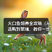 火口鱼饲养全攻略(从选购到繁殖,教你一步步做好饲养)(图2) 火口鱼饲养全攻略(从选购到繁殖,教你一步步做好饲养)(图2)