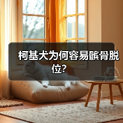 柯基犬为何容易髌骨脱位？