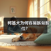 柯基犬为何容易髌骨脱位？(图3)