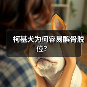 柯基犬为何容易髌骨脱位？(图4)