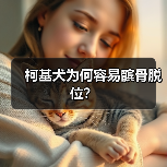 柯基犬为何容易髌骨脱位？(图2)