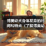 博美幼犬身体发育的时间和特点（了解博美幼犬身体成长的关键因素及时间节点）(图2)