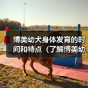 博美幼犬身体发育的时间和特点（了解博美幼