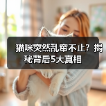 猫咪突然乱窜不止？揭秘背后5大真相(图2)