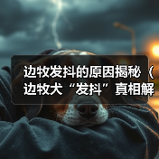 边牧发抖的原因揭秘(边牧犬“发抖”真相解析,不仅仅是寒冷所致)(图2) 边牧发抖的原因揭秘(边牧犬“发抖”真相解析,不仅仅是寒冷所致)(图2)
