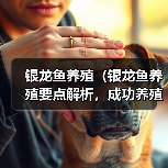 银龙鱼养殖(银龙鱼养殖要点解析,成功养殖的关键技巧)(图2) 银龙鱼养殖(银龙鱼养殖要点解析,成功养殖的关键技巧)(图2)