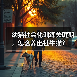 幼猫社会化训练关键期，怎么养出社牛猫？(图4)
