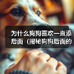 为什么狗狗喜欢一直添后面（揭秘狗狗后面的行为习惯，探寻它们内心的真正想法）(图1)