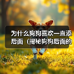 为什么狗狗喜欢一直添后面（揭秘狗狗后面的行为习惯，探寻它们内心的真正想法）(图4)