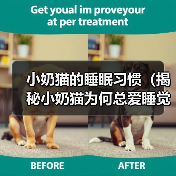 小奶猫的睡眠习惯（揭秘小奶猫为何总爱睡觉