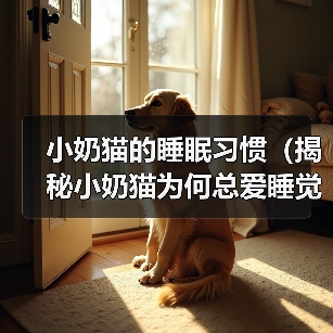 小奶猫的睡眠习惯（揭秘小奶猫为何总爱睡觉）(图3)