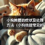 小狗换腰的症状及处理方法（小狗换腰常见的