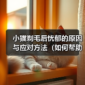 小猫剃毛后忧郁的原因与应对方法（如何帮助小猫克服剃毛后的忧郁情绪）(图4)