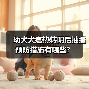 幼犬犬瘟热转阴后抽搐预防措施有哪些？(图2)