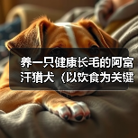 养一只健康长毛的阿富汗猎犬（以饮食为关键，宠物的美丽由内而外）(图2)