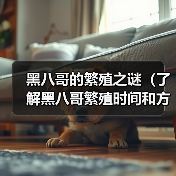 黑八哥的繁殖之谜（了解黑八哥繁殖时间和方式）(图4)