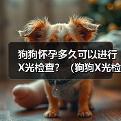 狗狗怀孕多久可以进行X光检查？（狗狗X光