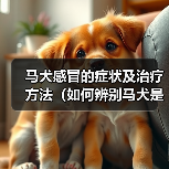 马犬感冒的症状及治疗方法(如何辨别马犬是否感冒?有效的治疗方法分享)(图2) 马犬感冒的症状及治疗方法(如何辨别马犬是否感冒?有效的治疗方法分享)(图2)