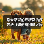 马犬感冒的症状及治疗方法（如何辨别马犬是