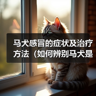 马犬感冒的症状及治疗方法(如何辨别马犬是否感冒?有效的治疗方法分享)(图3) 马犬感冒的症状及治疗方法(如何辨别马犬是否感冒?有效的治疗方法分享)(图3)
