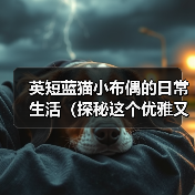 英短蓝猫小布偶的日常生活（探秘这个优雅又可爱的蓝色小猫咪的生活点滴）(图4)