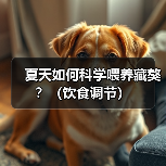 夏天如何科学喂养藏獒？（饮食调节）(图4)