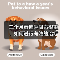三个月泰迪呼吸声很重，如何进行有效的治疗？（探究泰迪呼吸困难的原因及治疗方法）(图2)