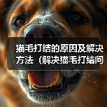 猫毛打结的原因及解决方法（解决猫毛打结问题，让猫咪更健康快乐）(图4)