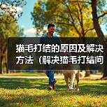 猫毛打结的原因及解决方法（解决猫毛打结问题，让猫咪更健康快乐）(图2)