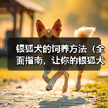 银狐犬的饲养方法（全面指南，让你的银狐犬健康成长）(图2)