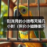 刚满月的小猫每天睡几小时（探究小猫睡眠习惯及其对健康的影响）(图2)